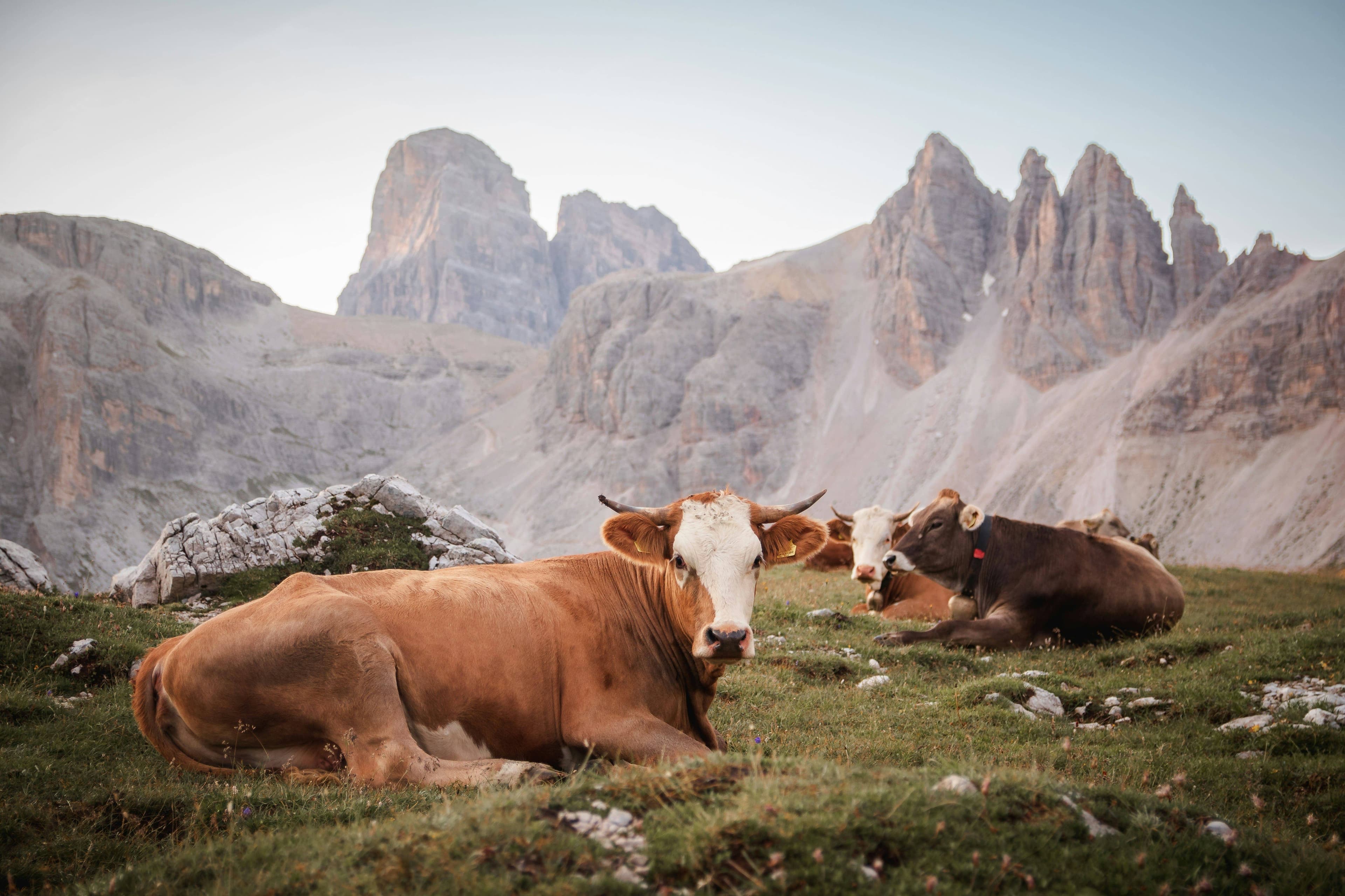 Campi agricoli italiani